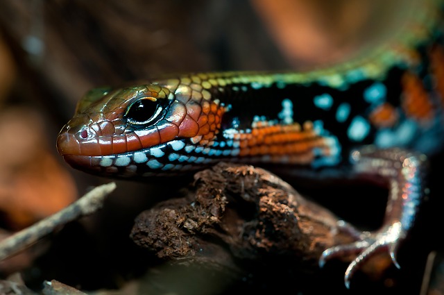 splendor-skink-208600_640